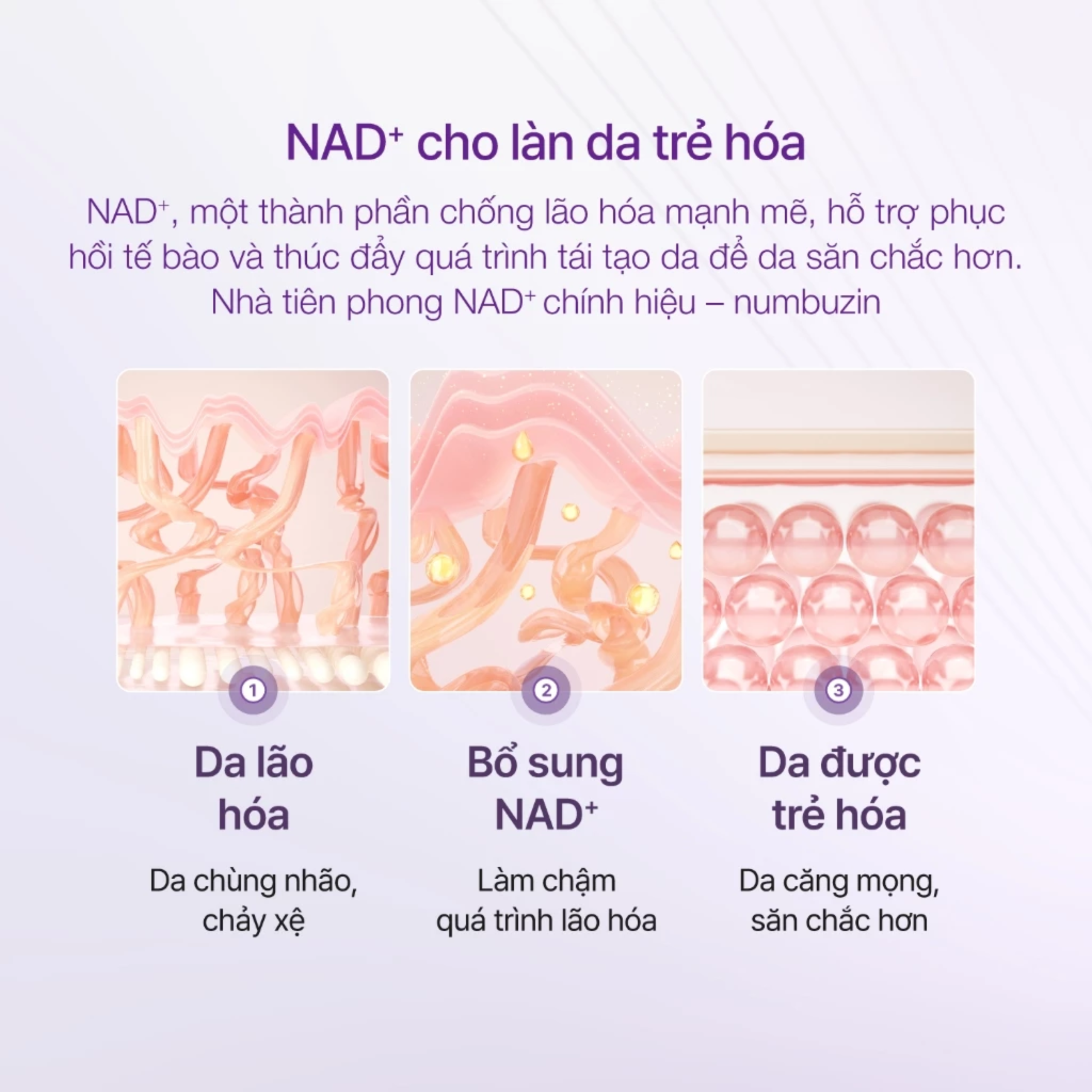 Tinh chất Numbuzin No.9 NAD+ BIO Lifting-sil Esssence 50ml - Ảnh 6